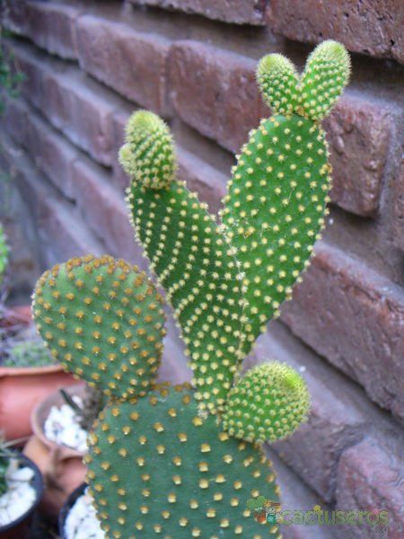 A photo of Opuntia microdasys subsp. microdasys