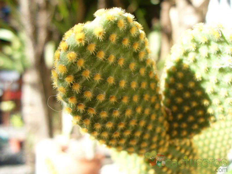 A photo of Opuntia microdasys subsp. microdasys