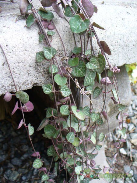 A photo of Ceropegia woodii