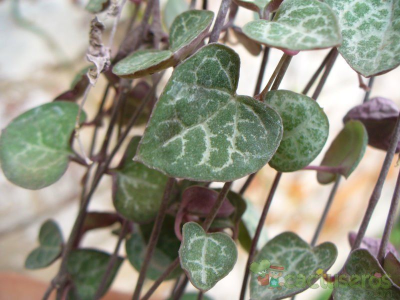 A photo of Ceropegia woodii