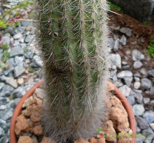 A photo of Espostoa lanata subsp. ruficeps