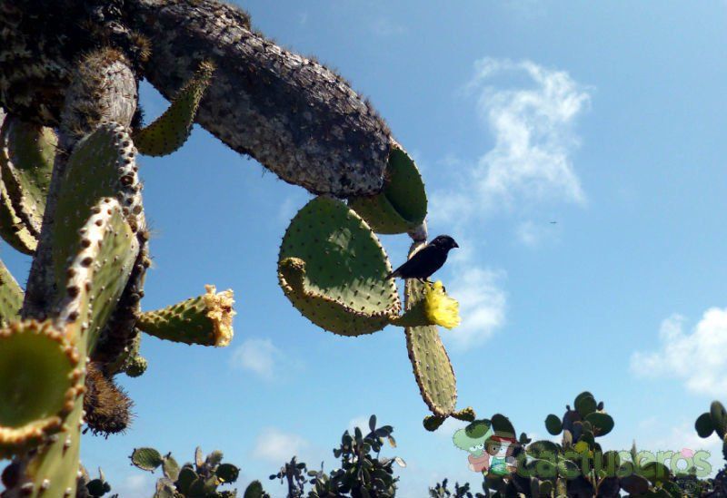 A photo of Opuntia echios var. gigantea