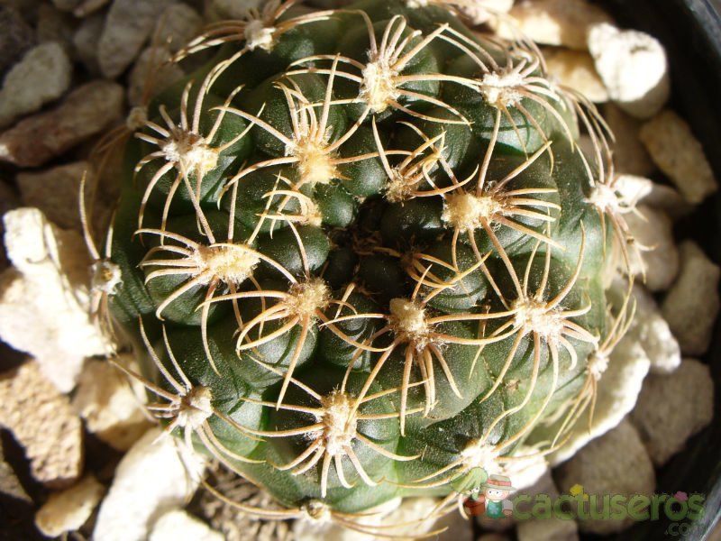 Una foto de Gymnocalycium calochlorum