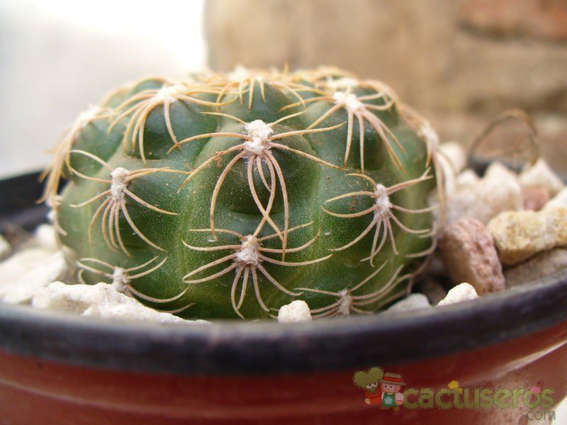 Una foto de Gymnocalycium calochlorum
