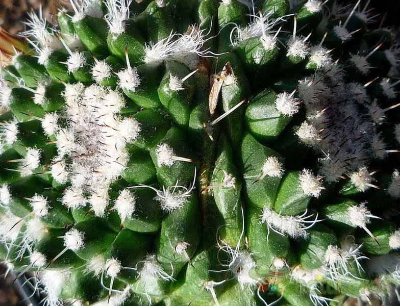 Una foto de Mammillaria knippeliana