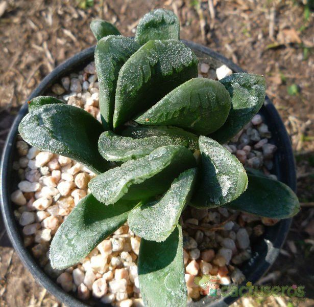 A photo of Haworthia cv. Kegani (H. retusa x H. truncata)