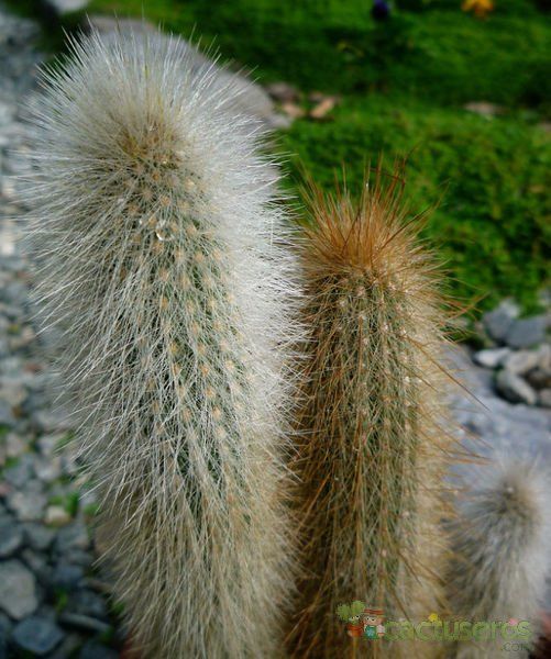 A photo of Cleistocactus hyalacanthus
