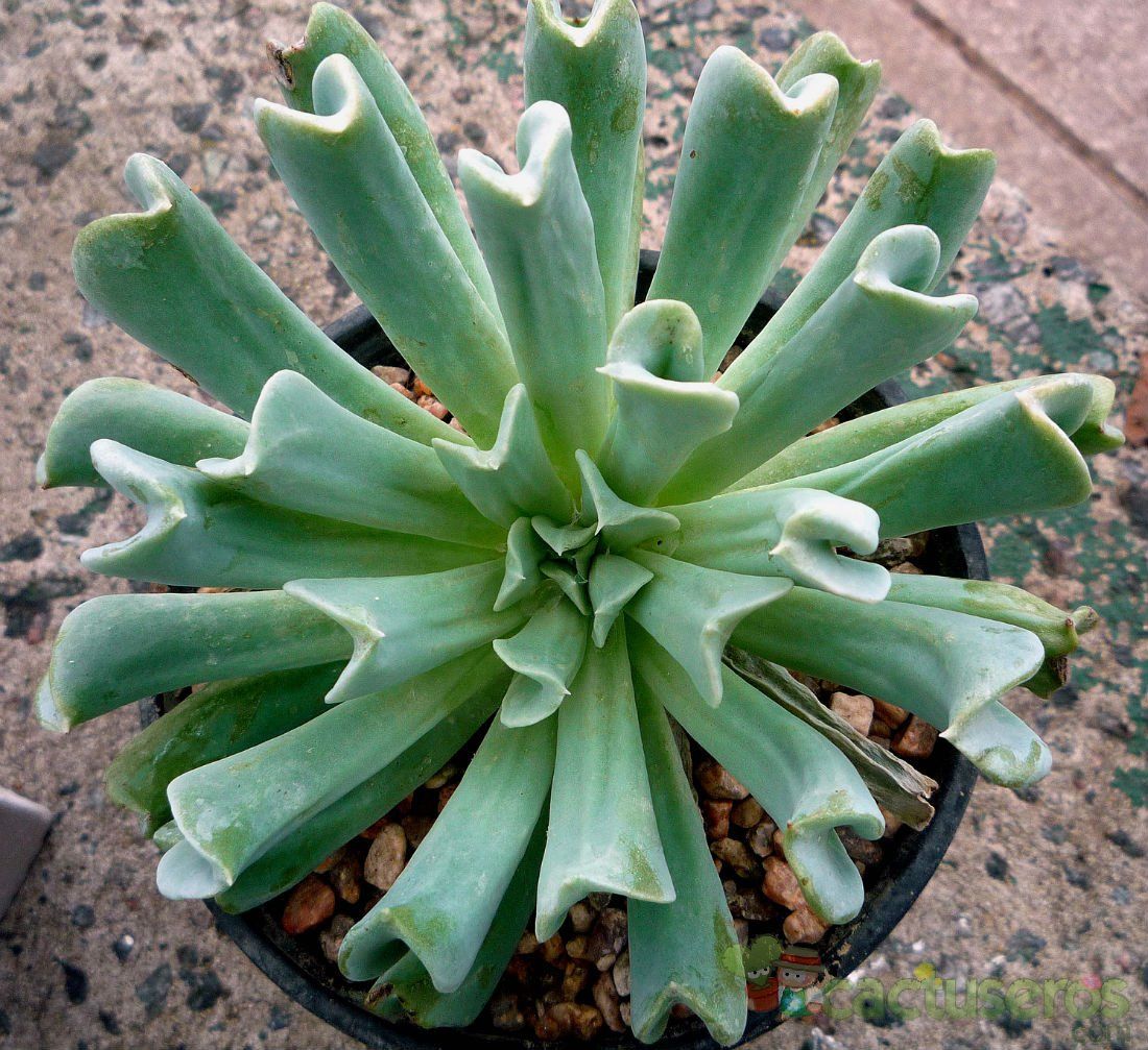 Una foto de Echeveria runyonii cv. Topsy turvy 