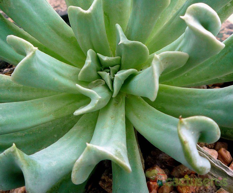 Una foto de Echeveria runyonii cv. Topsy turvy 