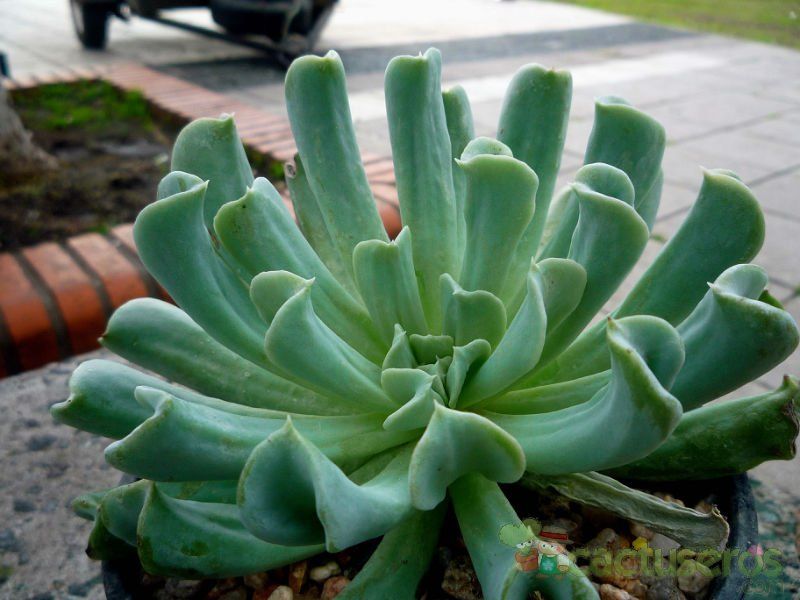 Una foto de Echeveria runyonii cv. Topsy turvy 