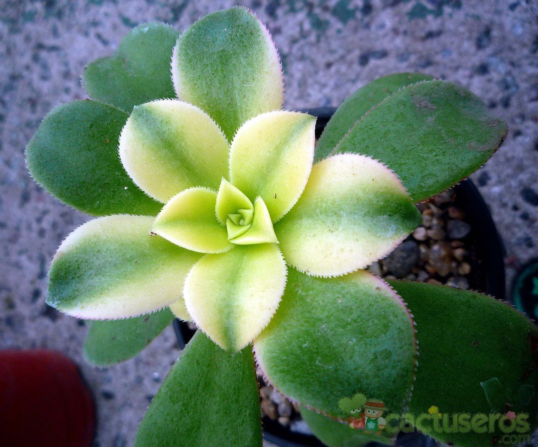 Una foto de Aeonium haworthii cv kiwi