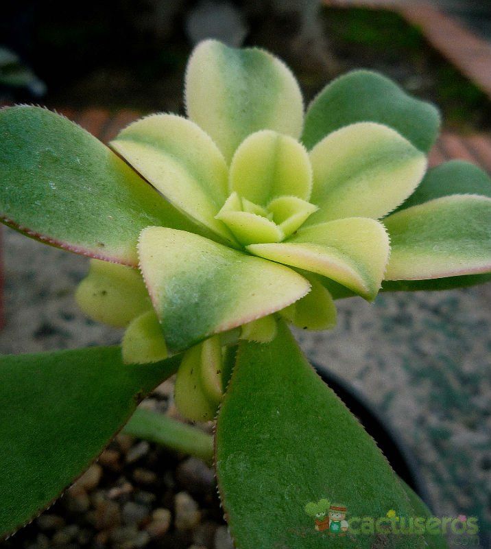 Una foto de Aeonium haworthii cv kiwi