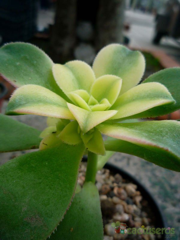 Una foto de Aeonium haworthii cv kiwi