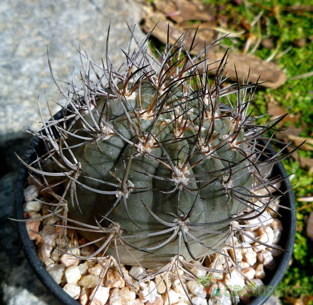 Una foto de Eriosyce strausiana ssp. pachacoensis 