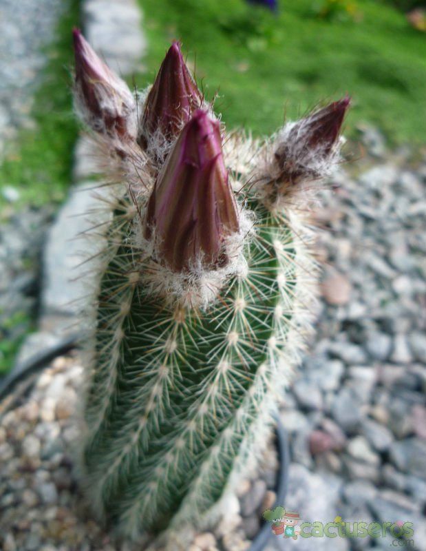 A photo of Echinocereus laui