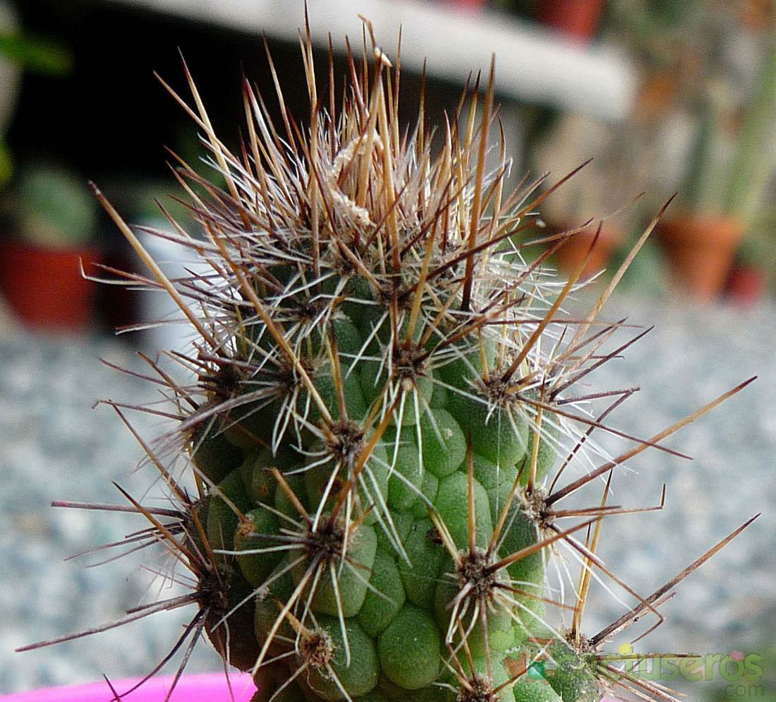 A photo of Cleistocactus smaragdiflorus