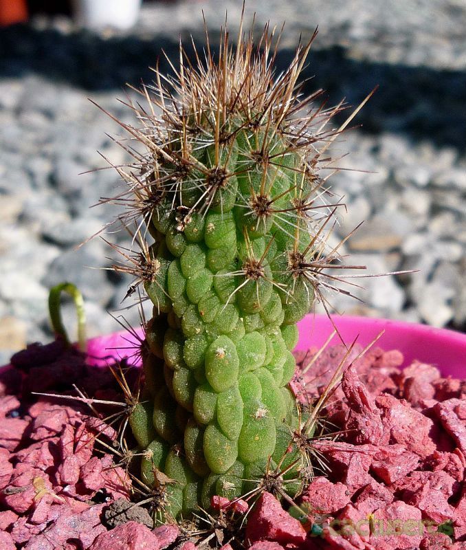 A photo of Cleistocactus smaragdiflorus