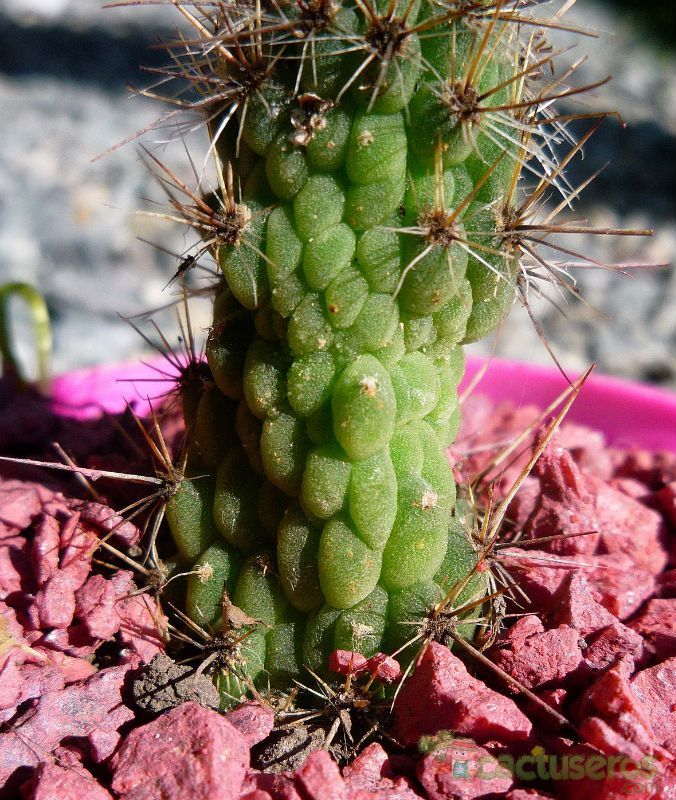 A photo of Cleistocactus smaragdiflorus