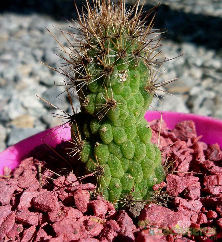 A photo of Cleistocactus smaragdiflorus