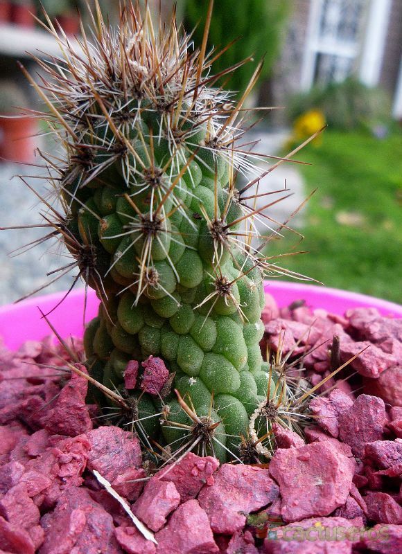 A photo of Cleistocactus smaragdiflorus