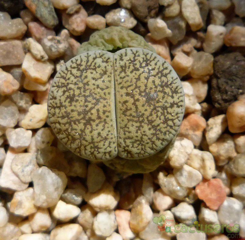 Una foto de Lithops lesliei ssp. lesliei var. mariae
