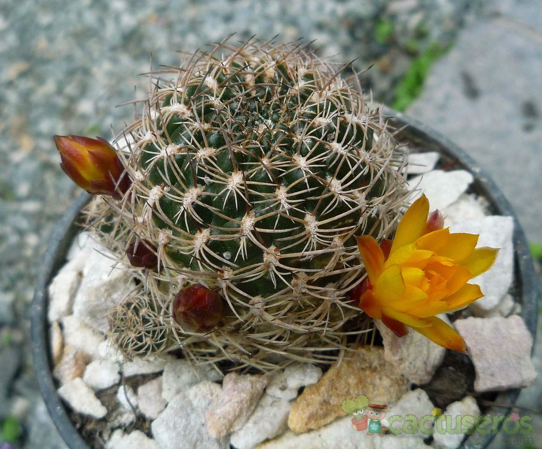 A photo of Sulcorebutia breviflora