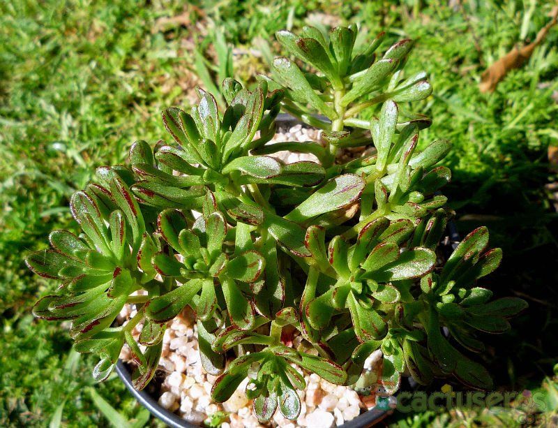 Una foto de Aeonium x casanovense (Aeonium spathulatum x Aeonium sedifolium)
