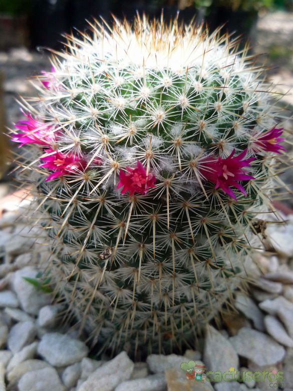 A photo of Mammillaria albilanata ssp. oaxacana