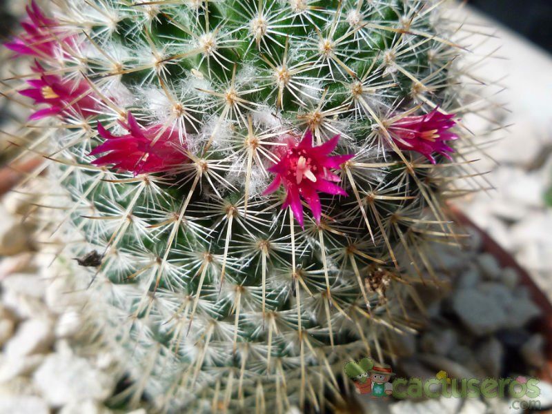 A photo of Mammillaria albilanata ssp. oaxacana
