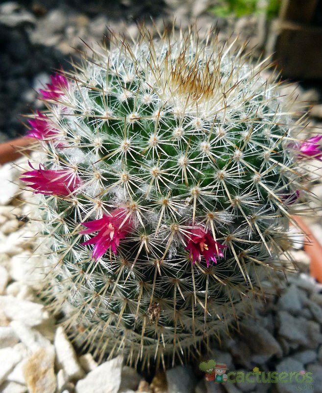 A photo of Mammillaria albilanata ssp. oaxacana