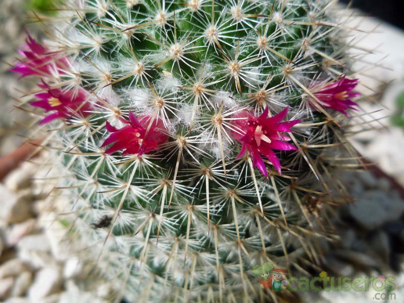 A photo of Mammillaria albilanata ssp. oaxacana