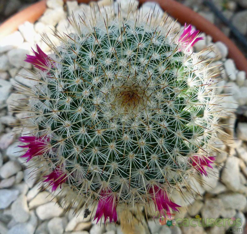 A photo of Mammillaria albilanata ssp. oaxacana