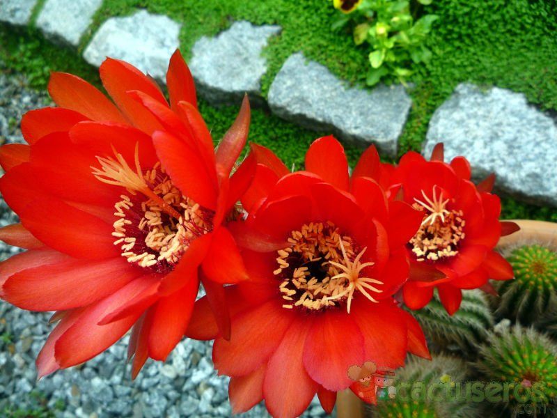 Una foto de Echinopsis huascha