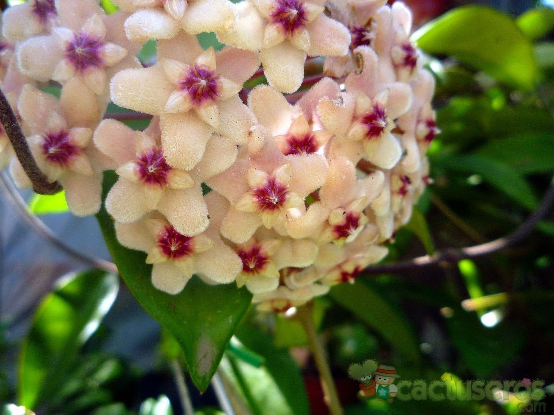 A photo of Hoya carnosa var. carnosa