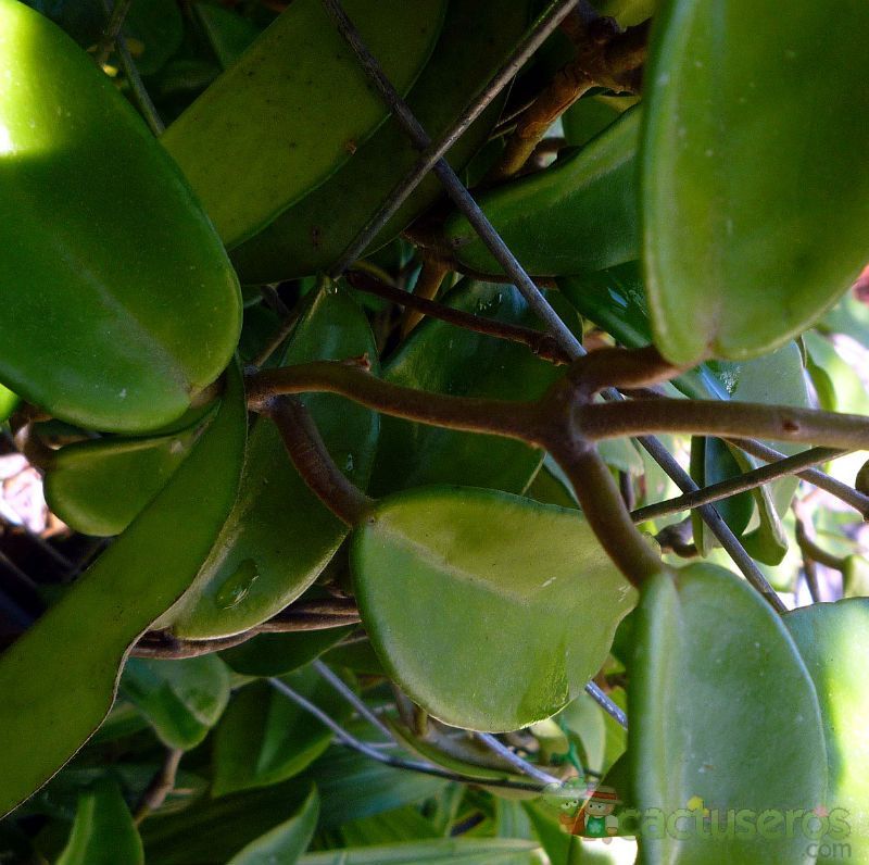 A photo of Hoya carnosa var. carnosa