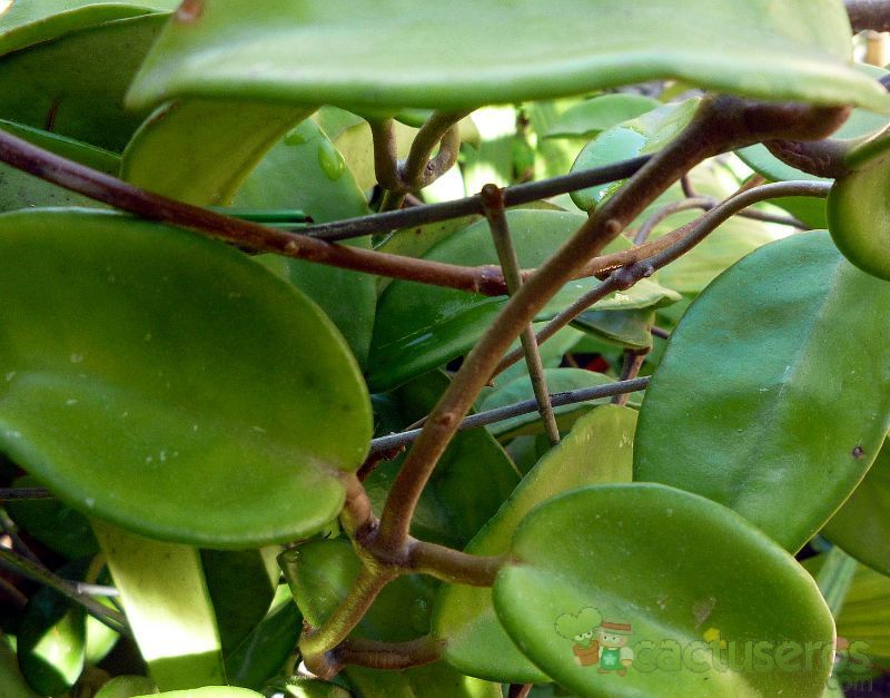 A photo of Hoya carnosa var. carnosa