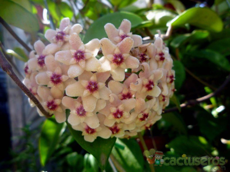 A photo of Hoya carnosa var. carnosa