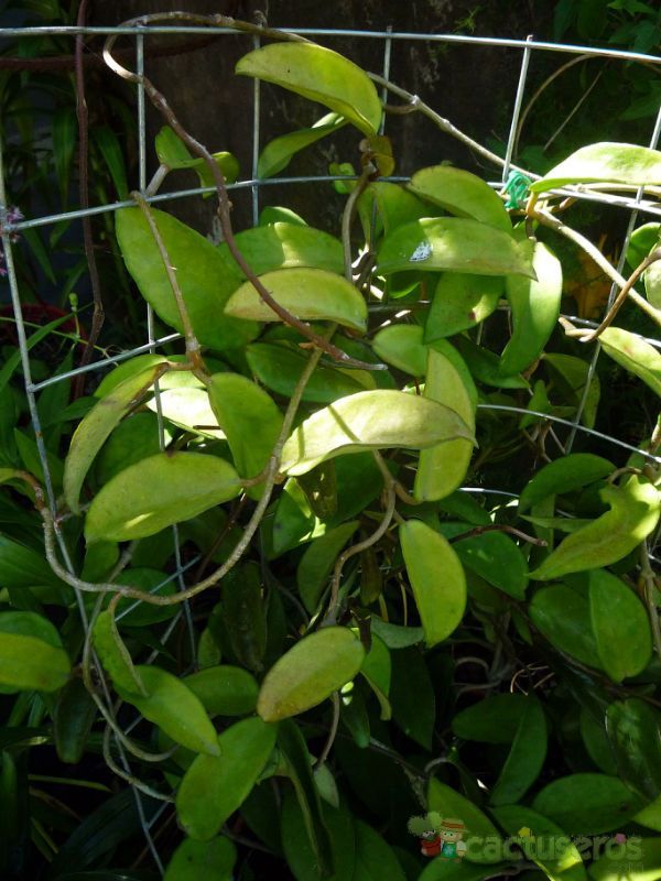 A photo of Hoya carnosa var. carnosa