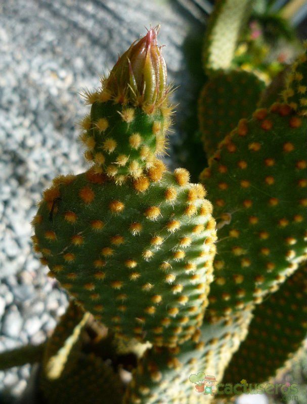 A photo of Opuntia microdasys subsp. microdasys