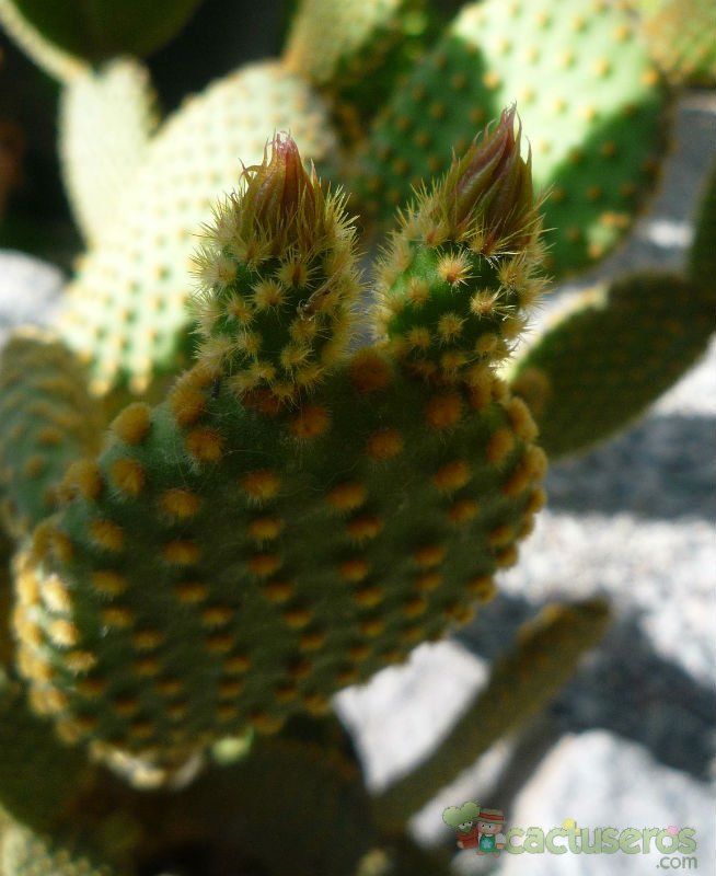 A photo of Opuntia microdasys subsp. microdasys