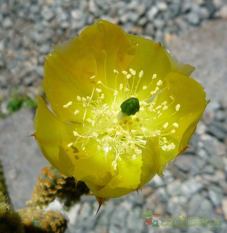 A photo of Opuntia microdasys subsp. microdasys
