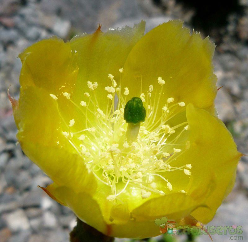 A photo of Opuntia microdasys subsp. microdasys