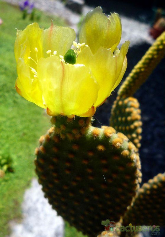 A photo of Opuntia microdasys subsp. microdasys