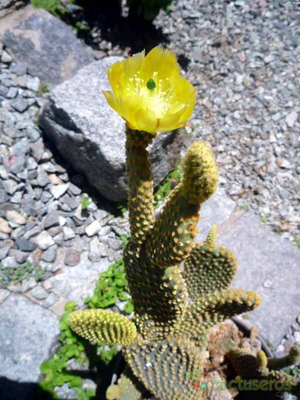 A photo of Opuntia microdasys subsp. microdasys