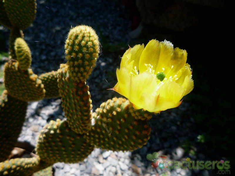 A photo of Opuntia microdasys subsp. microdasys