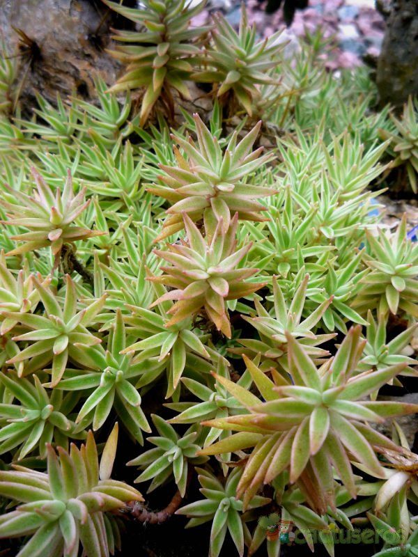 A photo of Sedum lineare fma. variegada