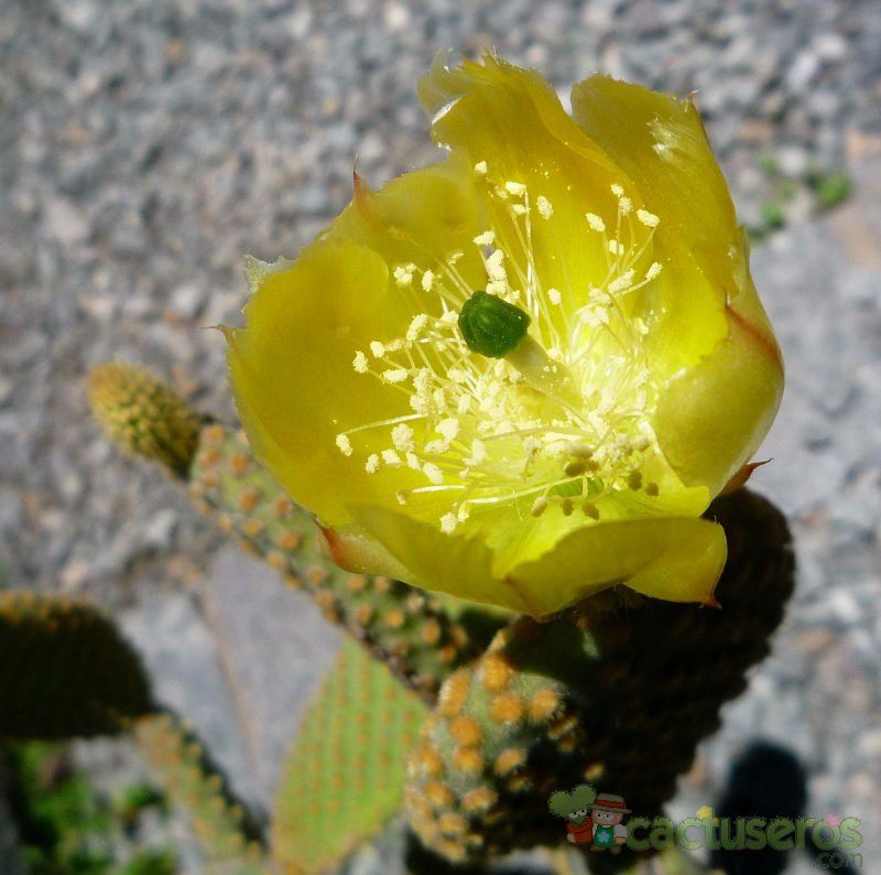 A photo of Opuntia microdasys subsp. microdasys