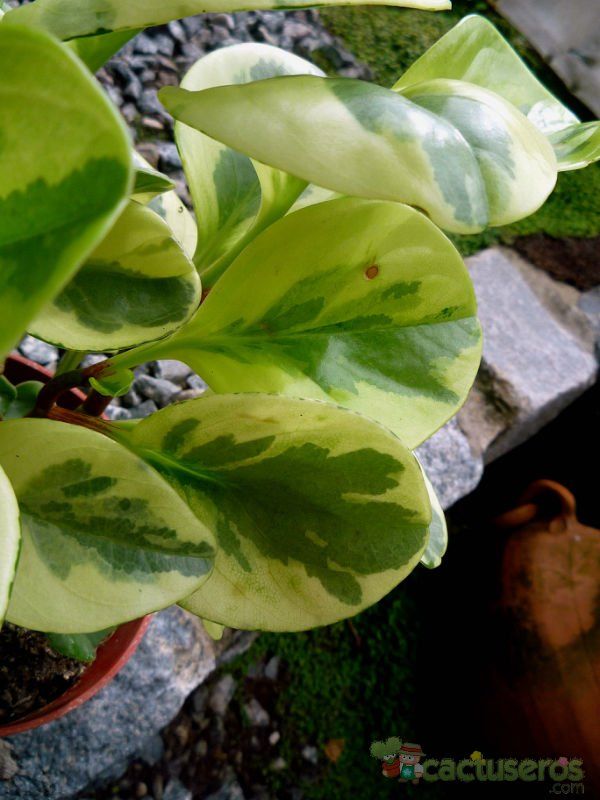 Una foto de Peperomia obtusifolia fma. variegada