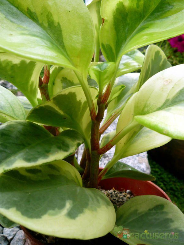 A photo of Peperomia obtusifolia fma. variegada