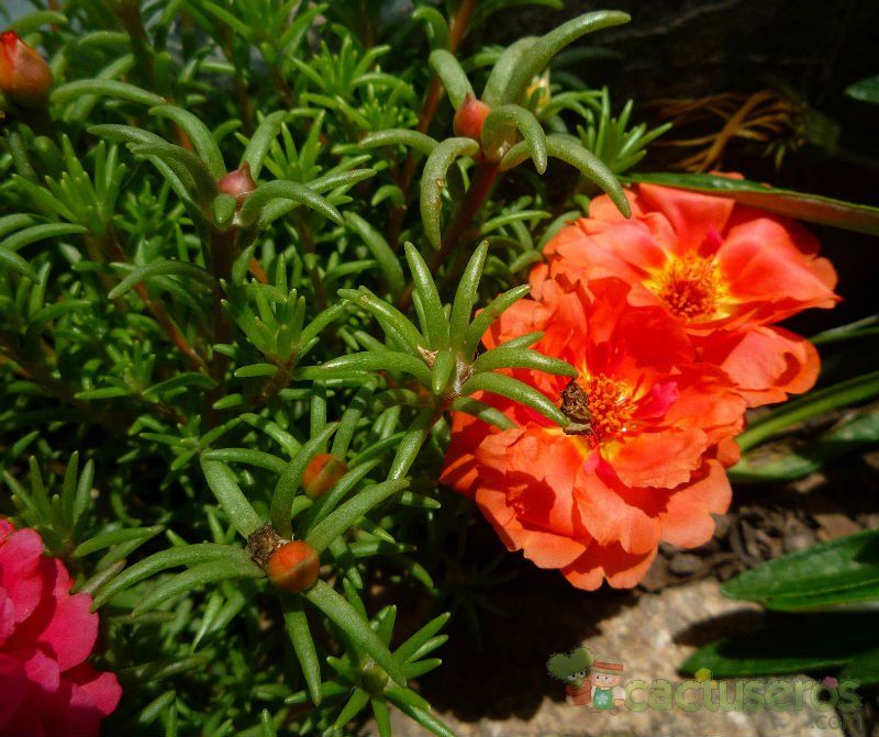 A photo of Portulaca grandiflora